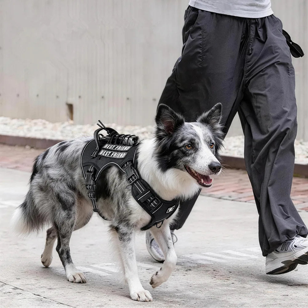 Justerbar Hundsele för Promenad och Träning