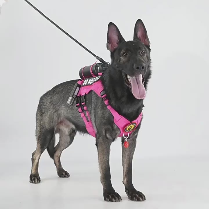 Justerbar Hundsele för Promenad och Träning