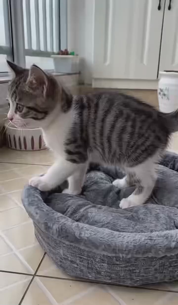 Mysigt Hjärtformat Plyschbädd för Katt och Hund